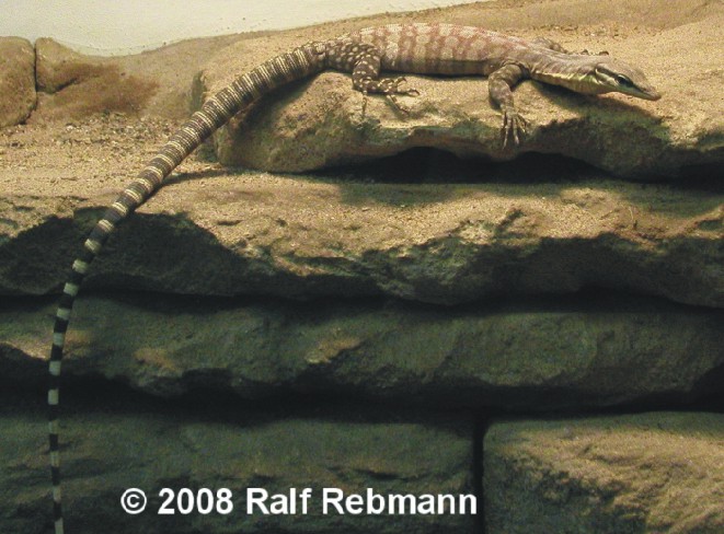 Varanus glauerti Bild01